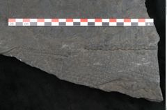 Foto (Detailansicht) von Sigillaria sp. (NHMW-GEO-2024-0188-11242)